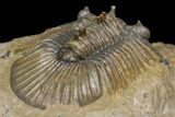 Spiny Scabriscutellum Trilobite With Bite - Foum Zguid, Morocco #171024-5